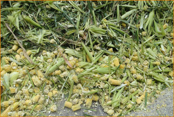 Bắp cho bò